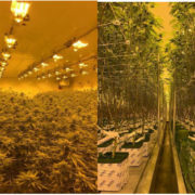 Next Green Wave Successfully Completes First Premium Cannabis Harvest