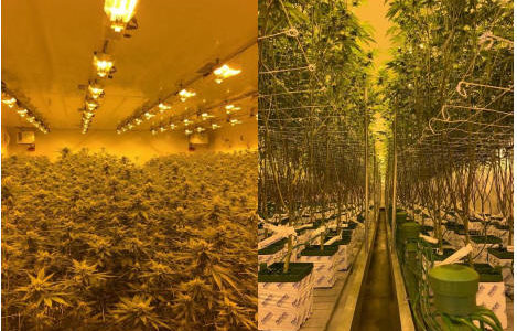 Next Green Wave Successfully Completes First Premium Cannabis Harvest