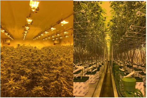 Cannot view this image? Visit: https://mjshareholders.com/wp-content/uploads/2019/08/next-green-wave-successfully-completes-first-premium-cannabis-harvest.jpg