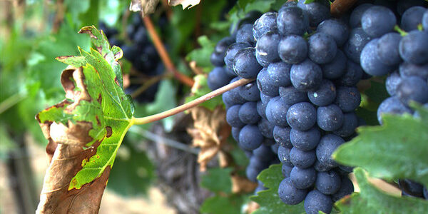 Can Marijuana Odor Taint Wine Grapes?