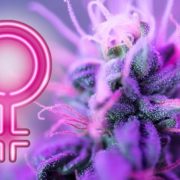 Female Canadians: A Big Cannabis Market Is About To Open