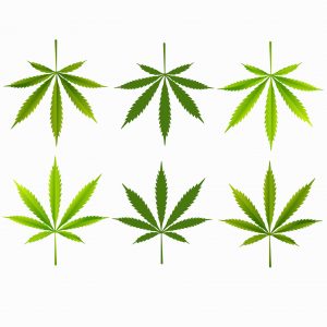 Greenlane Holdings Inc Beaten-Down Cannabis Stock Has Massive Upside