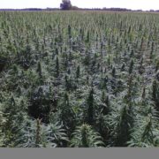 Hemp acreage jumps 500% in 2019, a sign of legalization’s impact