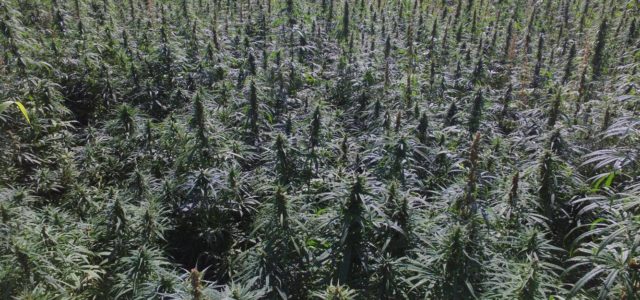 Hemp acreage jumps 500% in 2019, a sign of legalization’s impact
