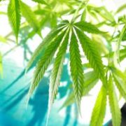 Marijuana News Today: Global Pot Market Expands, Pot Stocks Trend Higher