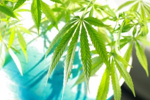 Marijuana News Today: Global Pot Market Expands, Pot Stocks Trend Higher