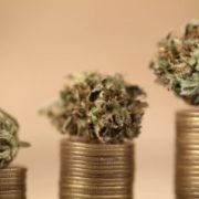 Marijuana News Today: Marijuana Penny Stocks Bounce Back