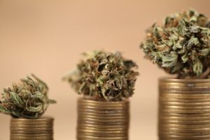 Marijuana News Today: Marijuana Penny Stocks Bounce Back