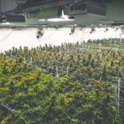 PharmaCielo Ltd: 2020 Will Be Transformational for World’s Largest Licensed Cannabis Producer