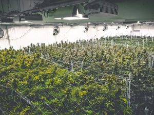 PharmaCielo Ltd: 2020 Will Be Transformational for World’s Largest Licensed Cannabis Producer