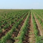 USDA: Crop insurance available for some hemp growers for 2020 season