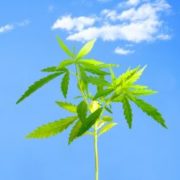 WeedMD Inc: Fast-Growing Pot Company Trades at Just $1.13 Per Share