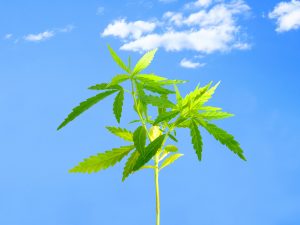 WeedMD Inc: Fast-Growing Pot Company Trades at Just $1.13 Per Share