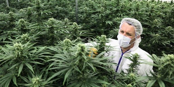 Wisconsin lawmakers introduce medical marijuana bill