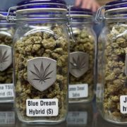 Colorado Marijuana Sales Continued Hot Streak in August