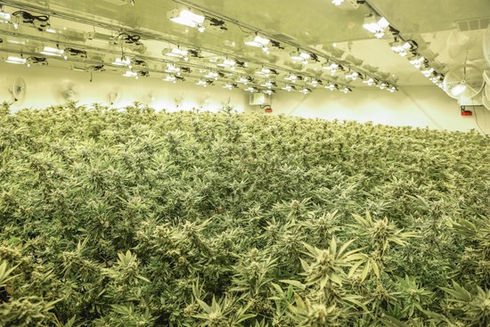 Cannot view this image? Visit: https://mjshareholders.com/wp-content/uploads/2019/10/harvest-on-schedule-product-entering-additional-dispensaries-1.jpg
