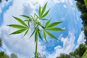 Harvest One Cannabis Inc: Why This $0.28 Pot Stock Could Soar