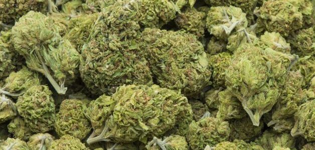 Hawaiʻi’s Medical Marijuana Oligopoly