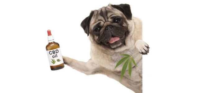 Hemp-CBD Pet Foods Are Everywhere But Are They Legal?