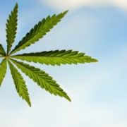 Legalization 2.0 to Send This $0.53 Pot Stock Soaring?