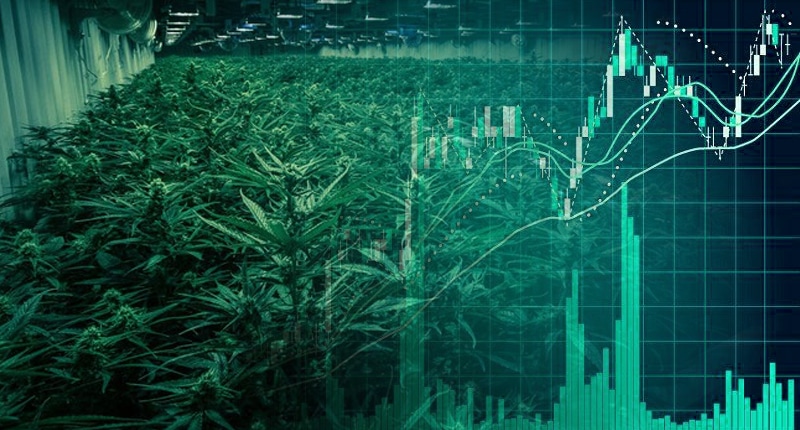 marijuana stocks