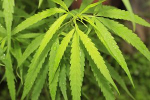 MariMed Inc: Profitable, Beaten-Down Pot Stock Poised for Significant Growth