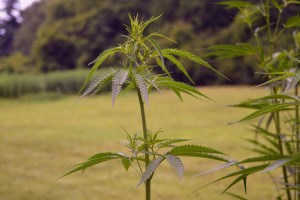 The new weed on the block: hemp
