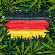 This German Marijuana Stock Continues to Grow Strong Despite Market Correction