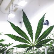 This Marijuana Penny Stock Surged 40% Over Past Five Days: What’s Next?
