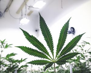 This Marijuana Penny Stock Surged 40% Over Past Five Days: What’s Next?