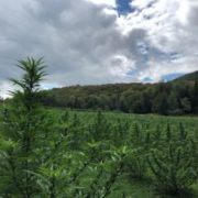 USDA proposes hemp regulations shielding farmers with cannabis up to 0.5% THC