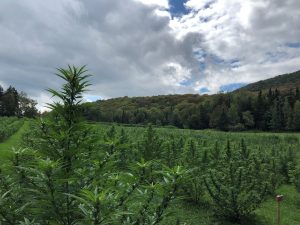 USDA proposes hemp regulations shielding farmers with cannabis up to 0.5% THC