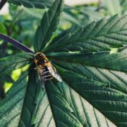 USDA to spend $500,000 researching hemp cross-pollination