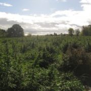 Why harvesting and processing may be expensive lessons for this year’s new hemp farmers