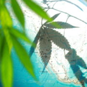 Cannabis Legalization Roundup: Mexico, Luxembourg, Switzerland