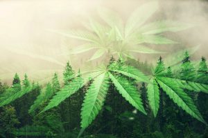 Cannabis One Holdings Inc: Thanks to Investors, Pot Stock Is In More Interesting Range