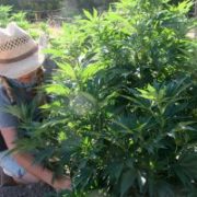 Cross-pollination drives growing disputes between marijuana, hemp farmers