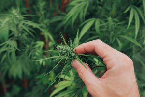 Green Organic Dutchman Holdings Ltd: This $0.55 Pot Stock Could Be Huge