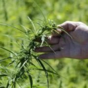 In their first year, U.S. hemp farmers struggle with bad weather, mold, inexperience