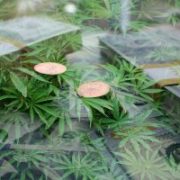 Marijuana News Today: This Penny Stock Shot Up 25% in Five Days