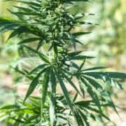Medicine Man Technologies Inc: Under-the-Radar Cannabis Stock Bucking Sector Downturn