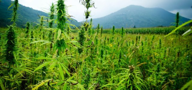 Member Blog: Hemp and Marijuana Genetics – A Closer Look At The Differences