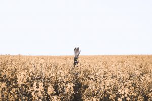 Struggling farmers who bet everything on hemp this year experiencing bitter harvest