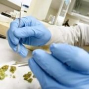 ‘They just suffocated the farmers’: Proposed THC testing for hemp sparks industry backlash