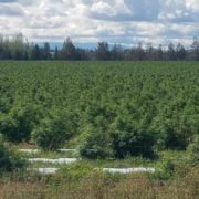 USDA suggests farmers pay hemp-promotions fee, offers no more details on rule changes