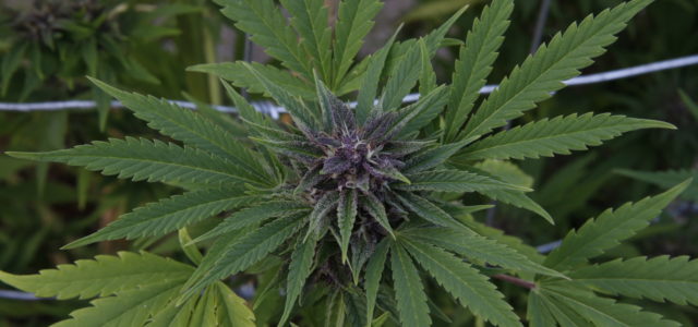 Yale, Connecticut pot grower to conduct ‘groundbreaking’ medical marijuana study