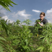 Farmers can now apply for hemp production licenses through USDA