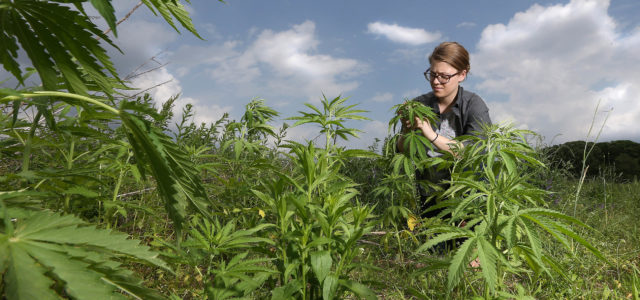 Farmers can now apply for hemp production licenses through USDA