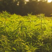 Felony Provisions, Harvest Schedules, and ‘Hot Hemp’ – NCIA Responds to USDA Hemp Rules