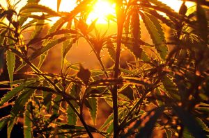 Fire & Flower Holdings Corp: 2020 a Transformative Year for Overlooked Pot Stock